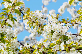Картинка цветы цветущие+деревья+ +кустарники цветение весна дерево алыча солнце небо красота ветки