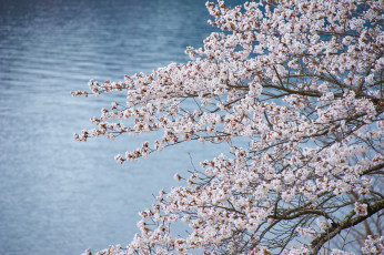 Картинка цветы цветущие+деревья+ +кустарники макро ветки весна озеро