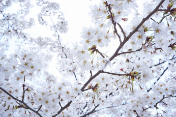 Картинка цветы цветущие+деревья+ +кустарники макро весна небо ветки