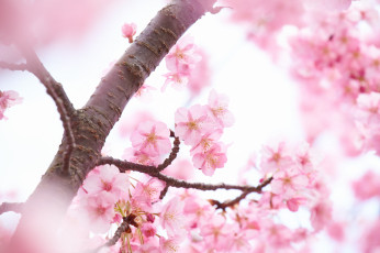 Картинка цветы сакура +вишня небо ветки весна макро