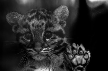 Картинка животные дымчатые+леопарды дымчатый леопард котенок взгляд окрас дикая кошка