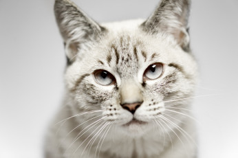 Картинка животные коты глаза взгляд морда кошка