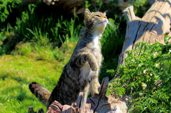 Картинка животные коты трава лапка лето кошка кот кошак