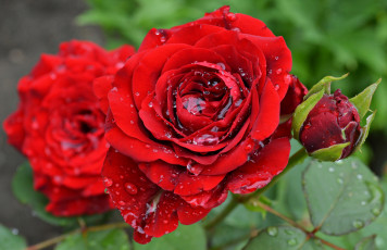 Картинка цветы розы куст роза макро капли лепестки вода