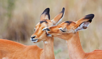 Картинка животные антилопы две поцелуй чернопятая антилопа южная африка импала