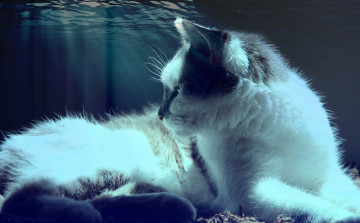 Картинка животные коты вода кот кошка лежит свет