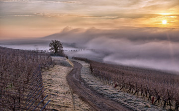 Картинка природа дороги alsace vignes brouillard brume rеgion france