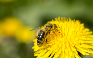 обоя животные, пчелы,  осы,  шмели, цветок, пыдьца, пчела