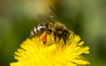 обоя животные, пчелы,  осы,  шмели, пыдьца, пчела, цветок