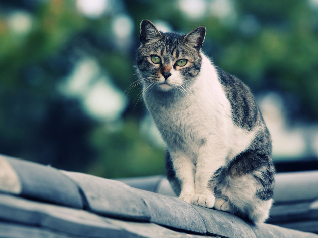 Обои картинки фото животные, коты, смотрит, на, крыше, кошка
