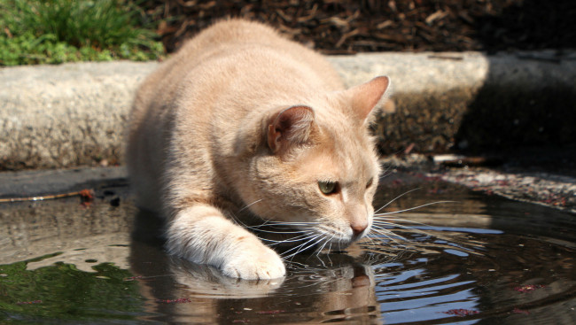 Обои картинки фото животные, коты, жажда, кошка, морда, взгляд, вода