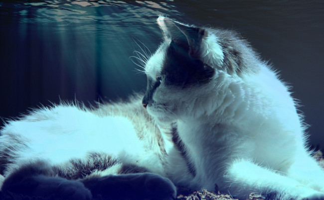 Обои картинки фото животные, коты, вода, кот, кошка, лежит, свет