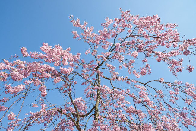 Обои картинки фото цветы, цветущие деревья ,  кустарники, весна, ветки, дерево