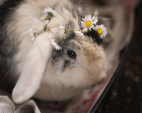 обоя животные, кролики,  зайцы, ромашки, цветы, венок, кролик