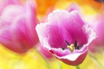 Картинка цветы тюльпаны лепестки тюльпан макро боке розовый бутон
