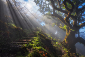 Картинка природа дороги утро тропа дерево лучи свет дымка туман ступени