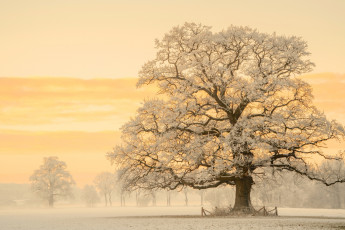 Картинка природа зима снег свет lars van de goor утро дерево дуб дымка фотограф германия