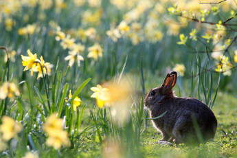 обоя животные, кролики,  зайцы, заяц, цветы, нарциссы, весна