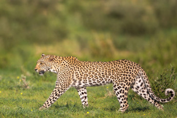 Картинка животные леопарды дикая кошка грация леопард