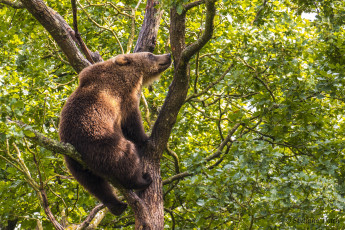 Картинка животные медведи медведь бурый на дереве дерево