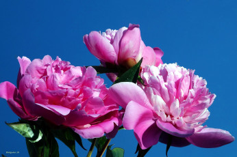 обоя цветы, пионы, розовый