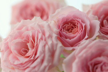 Картинка цветы розы бутоны розовые макро