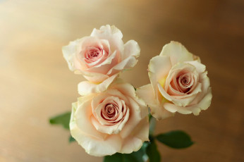 Картинка цветы розы трио бутоны