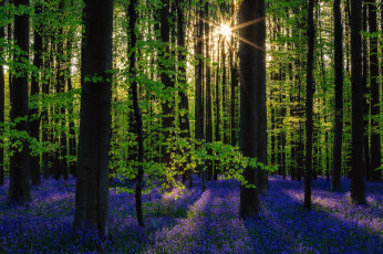 Картинка природа лес весна цветы деревья солнце
