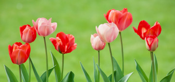 Картинка цветы тюльпаны фон бутоны