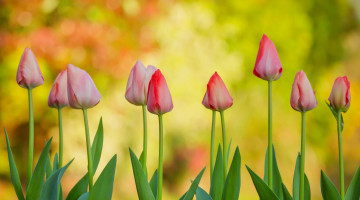 Картинка цветы тюльпаны бутоны фон