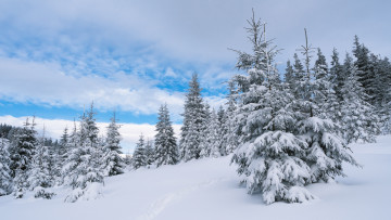 Картинка природа зима мороз ёлки тропинка холм сугробы голубое небо склон ели сказка следы лес деревья снег облака