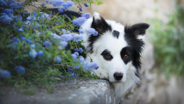 Картинка животные собаки взгляд морда цветы собака
