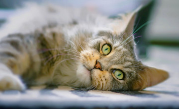 Картинка животные коты мордочка взгляд кот кошка