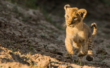 Картинка животные львы львёнок котёнок прогулка лев