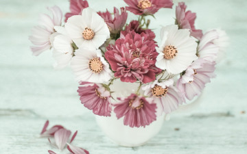Картинка цветы букеты +композиции космея букетик хризантема лепестки