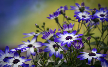 Картинка цветы цинерария бутончики лепестки