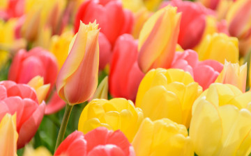 Картинка цветы тюльпаны бутоны макро