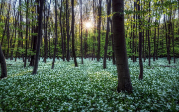 Картинка природа лес весна