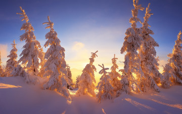 Картинка природа зима семейка сказка красота ёлки голубое верхушки ветки снег свет сугробы мороз ели небо сказочно ёлочки тени солнечно лучи