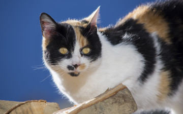 Картинка животные коты кошка взгляд поленья