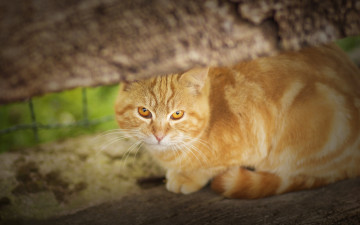 Картинка животные коты рыжий кот рыжая взгляд кошка