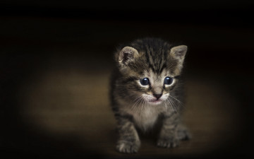 Картинка животные коты тёмный фон малыш текстура котёнок