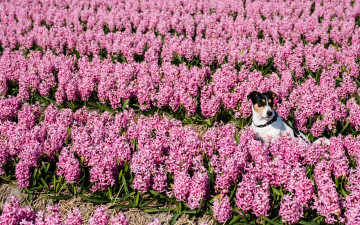 Картинка животные собаки цветы собака гиацинты