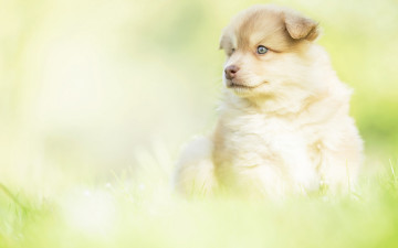 Картинка животные собаки собака малыш щенок боке трава