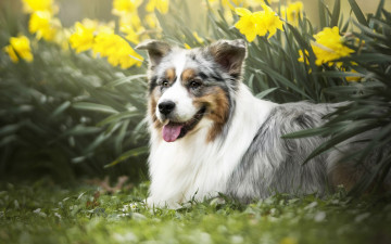 Картинка животные собаки собака нарциссы цветы