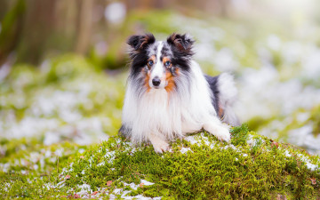 Картинка животные собаки взгляд портрет собака боке шелти шетландская овчарка