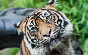 Картинка животные тигры голова уши тигр