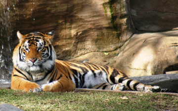 Картинка животные тигры лужайка рыжий тигр скала отдых