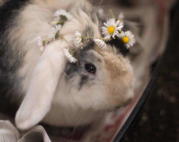 Обои картинки фото животные, кролики,  зайцы, ромашки, цветы, венок, кролик
