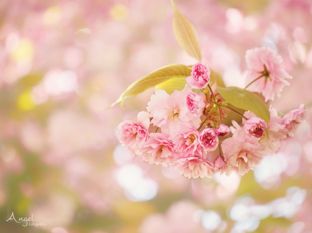 Обои картинки фото цветы, сакура,  вишня, цветки, боке, цветение, ветка, макро, вишня
